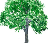 Coastal Oak Tree