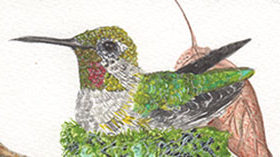 Anna’s Hummingbird in her nest
