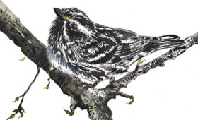 Black-throated Grey Warbler