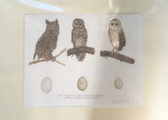 thumbnail_LeVine_owltrio_matted