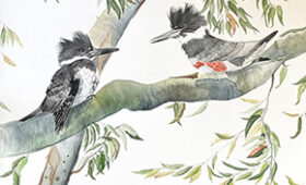 Belted Kingfisher Couple